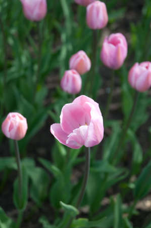 lilac tulips