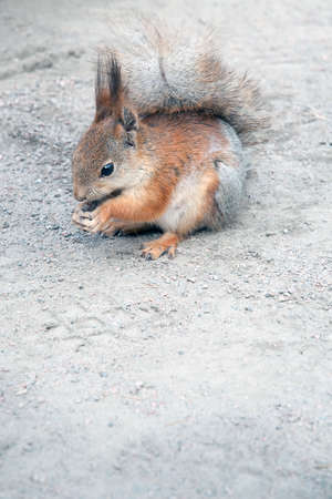 squirrel