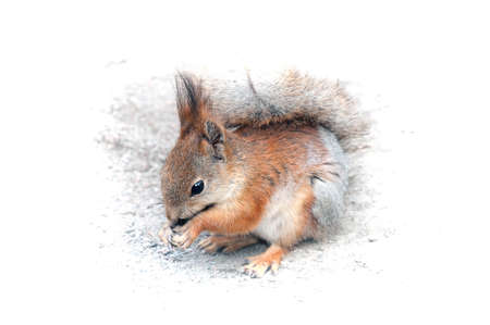 squirrel