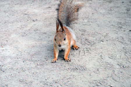 squirrelの写真素材
