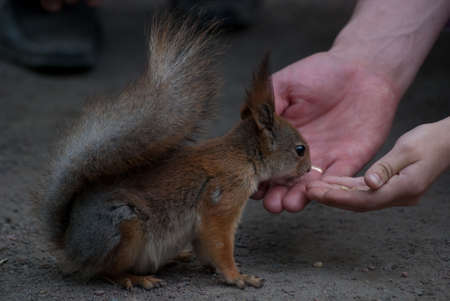 squirrel