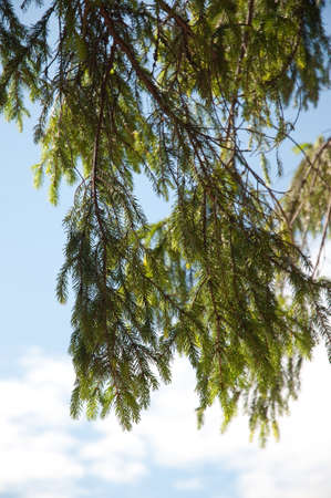 Fur-tree branch against the sky