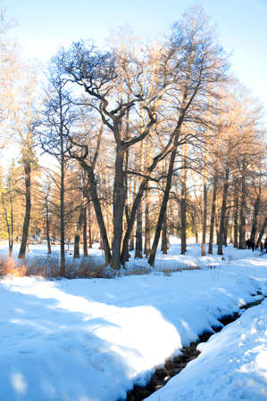 winter landscapeの写真素材