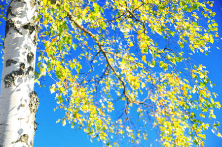 flavescent leaves of birch on a background blue skyの写真素材