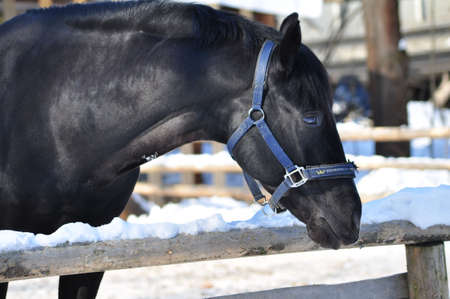 black horseの写真素材
