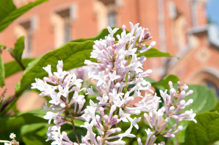 branch of lilacの写真素材