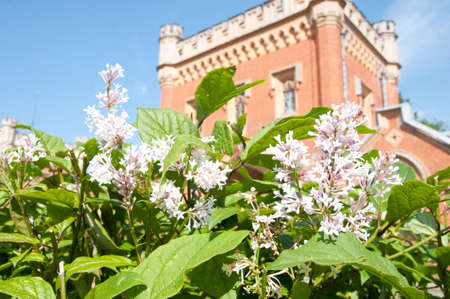 branch of lilacの写真素材