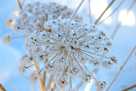 grass, covered by a hoarfrostの写真素材