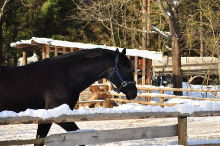 black horseの写真素材