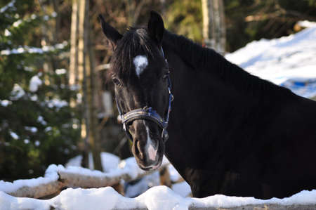black horseの写真素材