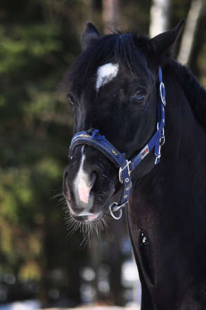 black horseの写真素材