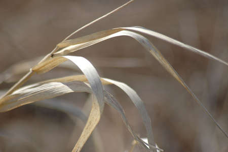 dry grassの写真素材
