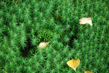 Closeup of fresh green moss