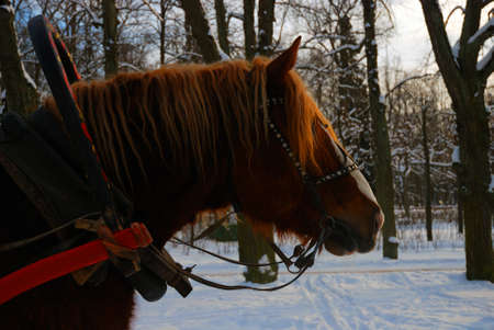 a brown horse is in a winter parkの写真素材