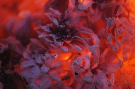 cones, conflagrant afireの写真素材