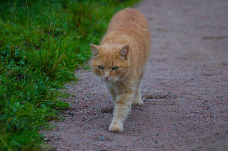 red cat is in a parkの写真素材