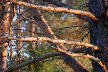 branches of pine tree in a sun dayの写真素材