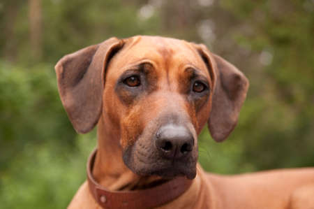 A nice looking black nosed Rhodesian Ridgeback with nice expression in head is watching other dog outdoors.の写真素材