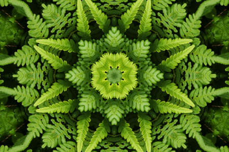 Ornament from a fernの写真素材