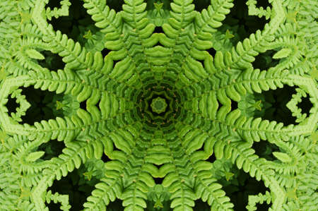 Ornament from a fernの写真素材