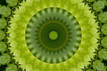 Ornament from a fernの写真素材