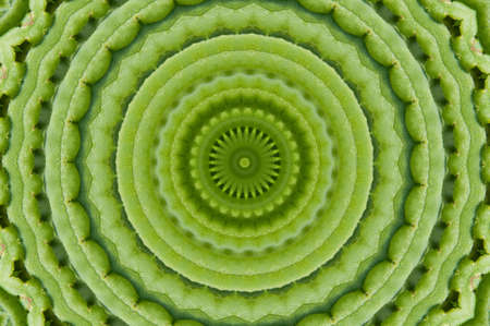 Ornament from a fernの写真素材