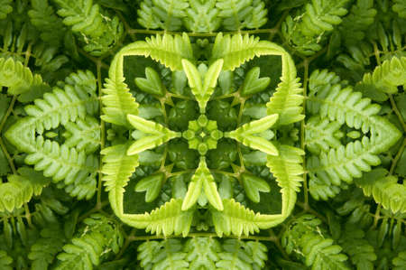 Ornament from a fernの写真素材