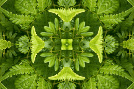 Ornament from a fernの写真素材