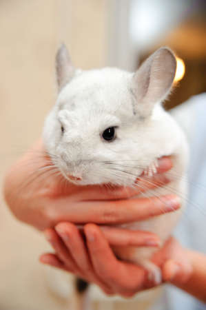 Hand holding white furry chinchilla, close-upの写真素材