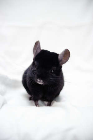 Small black chinchillaの写真素材