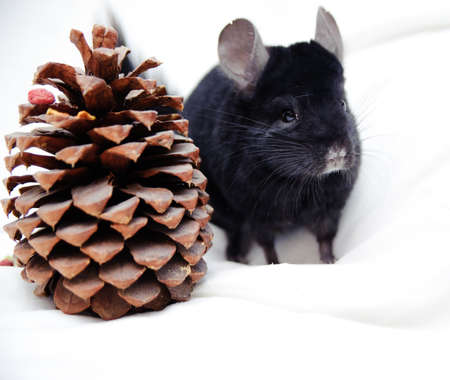 Small black chinchillaの写真素材