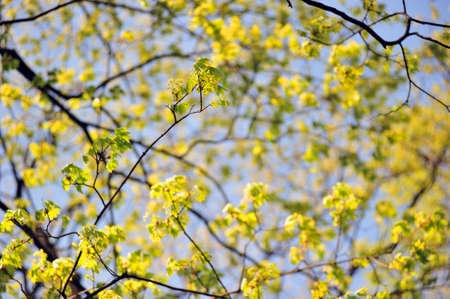 Young foliage against the blue skyの写真素材
