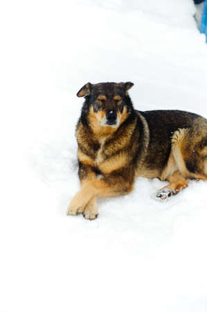 Old dog on snowの写真素材