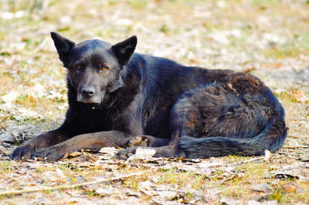 Homeless dogの写真素材