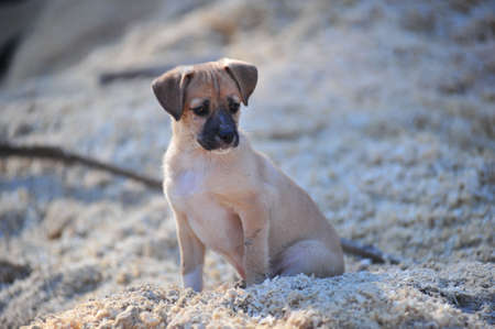 Beige puppyの写真素材