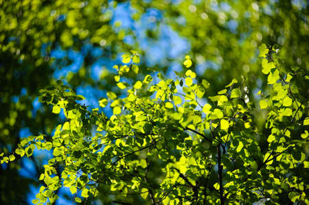 Young birch leaves against the blue skyの写真素材