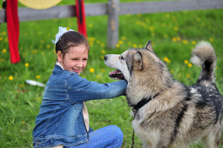 The little girl near to Huskyの写真素材