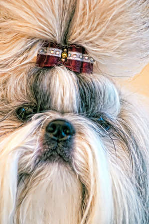Cute shiatsu dog's face close up.の写真素材