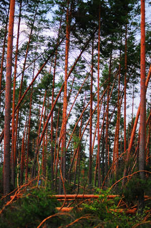 Wood with the broken trees. Consequences of hurricane storming under Sankt Petersburg, Russiaの写真素材