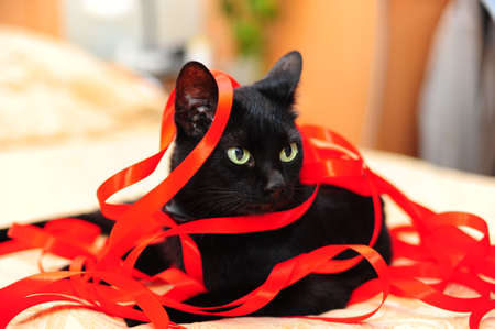 Black cat with red tapesの写真素材