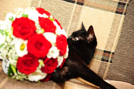 black cat next to a bouquet of flowersの写真素材
