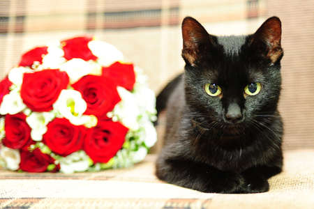 black cat next to a bouquet of flowersの写真素材