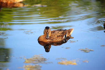 Duck in water