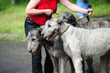wolfhoundの写真素材