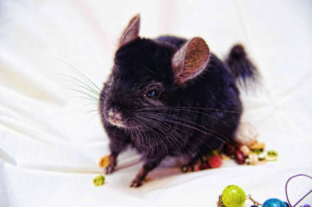 Small black chinchilla On a white backgroundの写真素材