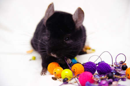 Small black chinchilla On a white backgroundの写真素材