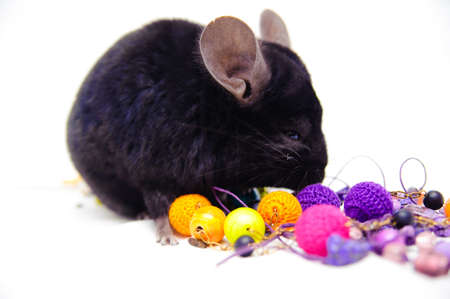 Small black chinchilla On a white backgroundの写真素材