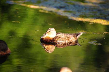 Duck in waterの写真素材