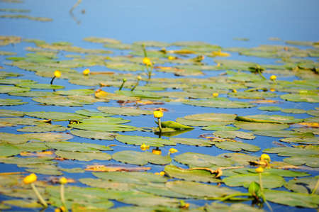 Yellow water-liliesの写真素材