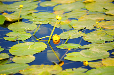 Yellow water-liliesの写真素材